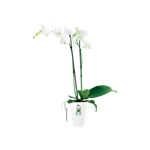 brussels diamond orchidee hoog 12,5cm wit